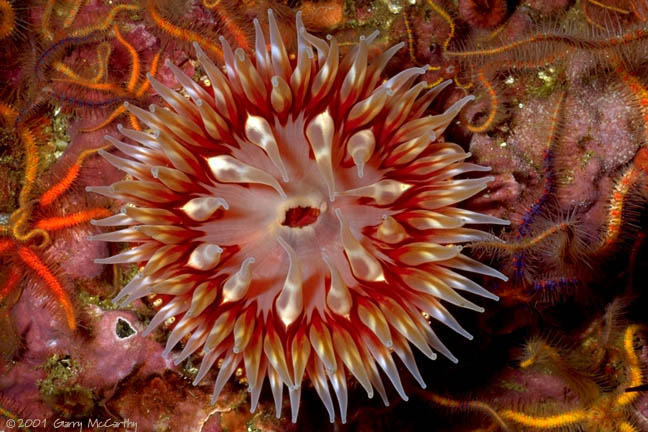 Stomphia coccinea -- Swimming Anemone