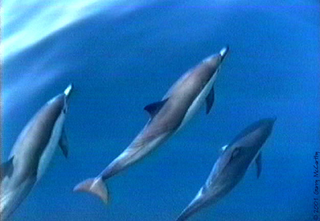 http://www.underwater-photos.com/dolphins1.jpg