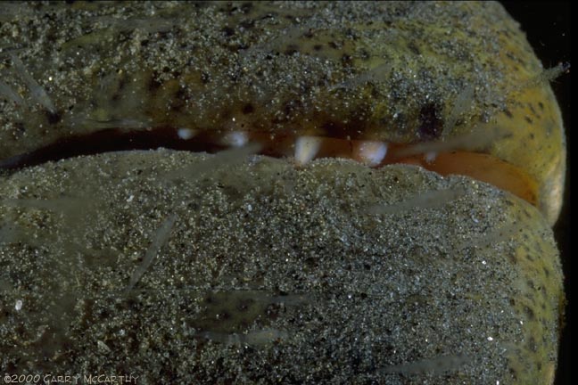 California Halibut - Paralichthys californicus