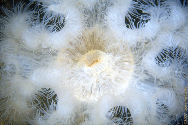 White-plumed anemone