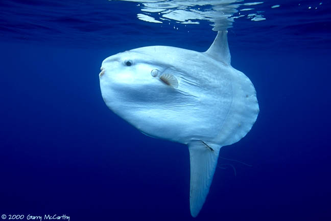 Pictures Of Mola (Sunfish) - Free Mola (Sunfish) pictures 