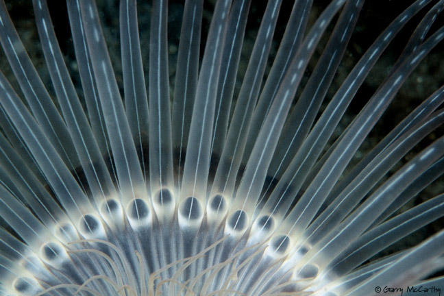 Tube Anemone - Pachycerianthus fimbriatus