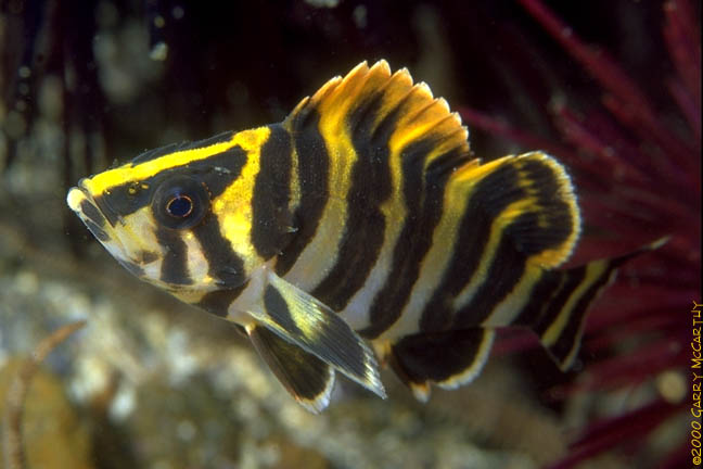 Treefish - Sebastes serriceps